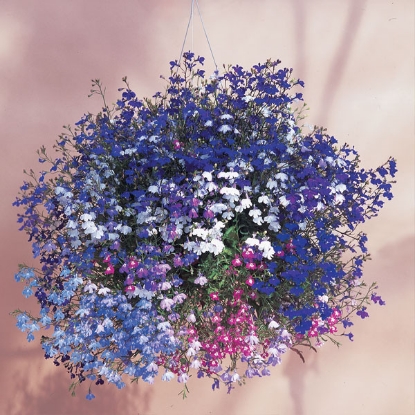 Picture of Lobelia - Regatta Mix